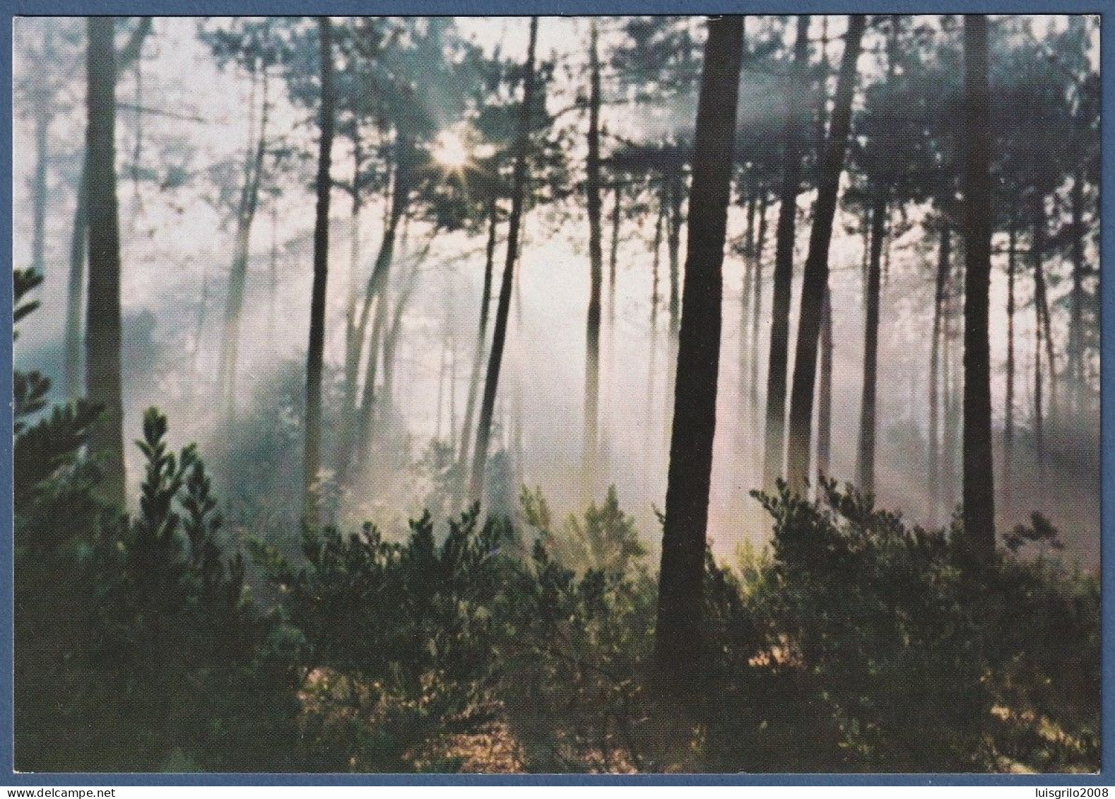 Gafanha Da Nazaré, Aveiro - Nascer Do Sol Na Floresta Da Gafanha - Aveiro