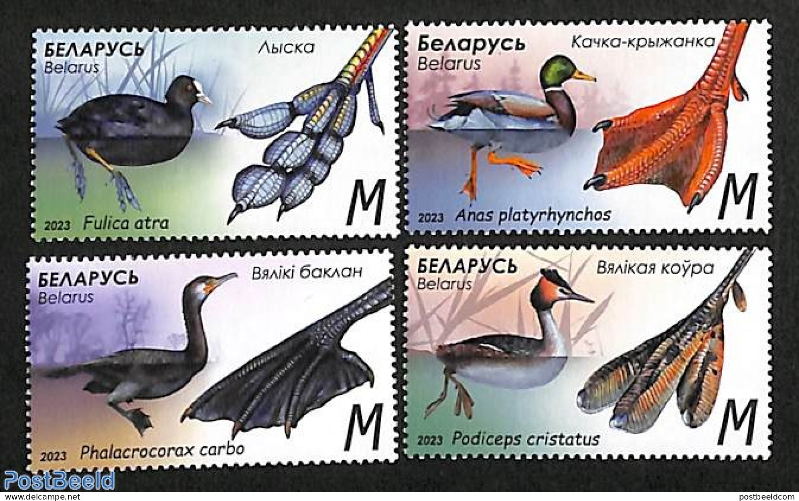 Belarus 2023 Water Birds 4v, Mint NH, Nature - Birds - Belarus