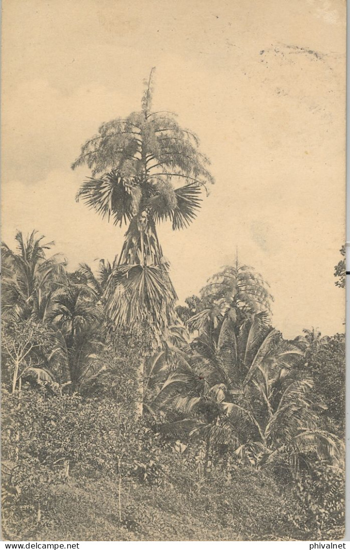 1914 , PORT SAID - MATSUMOTO ( JAPÓN ) , T.P. CIRCULADA , ED. PLATÉ LTD. COLOMBO Nº 38 , TALIPOT PALMS IN FULL FLOWER - 1866-1914 Khedivato Di Egitto