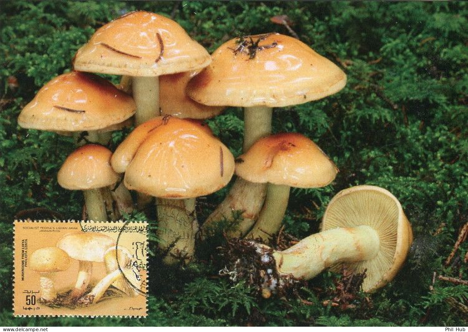 LIBYA 1985 Mushrooms "Pholiota Lenta" (maximum-card) #14 - Funghi