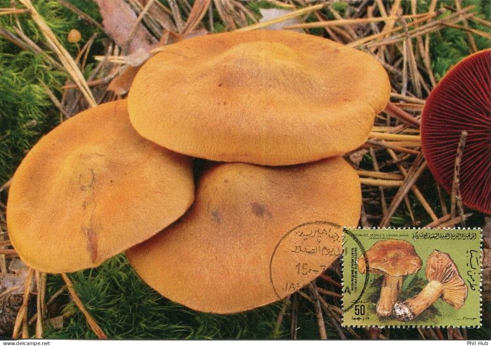 LIBYA 1985 Mushrooms "Cortinarius Subfulgens" (maximum-card) #4 - Mushrooms