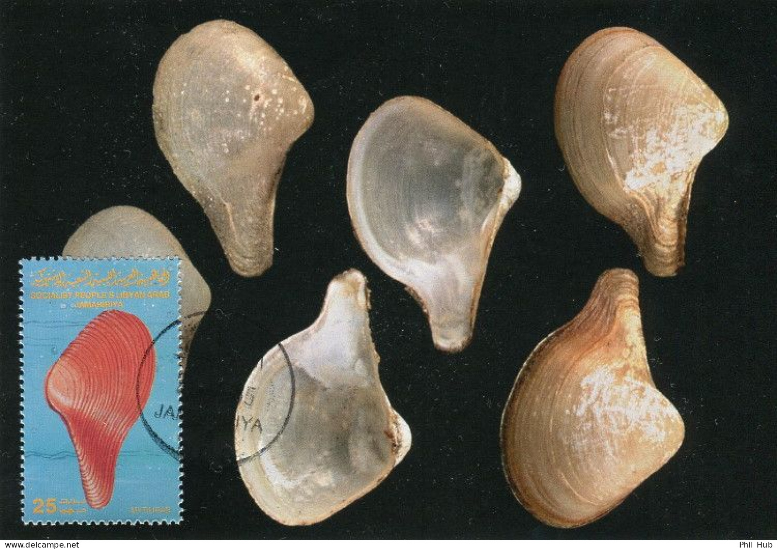 LIBYA 1985 Shells "Mytilidae" (maximum-card) #1 - Conchas