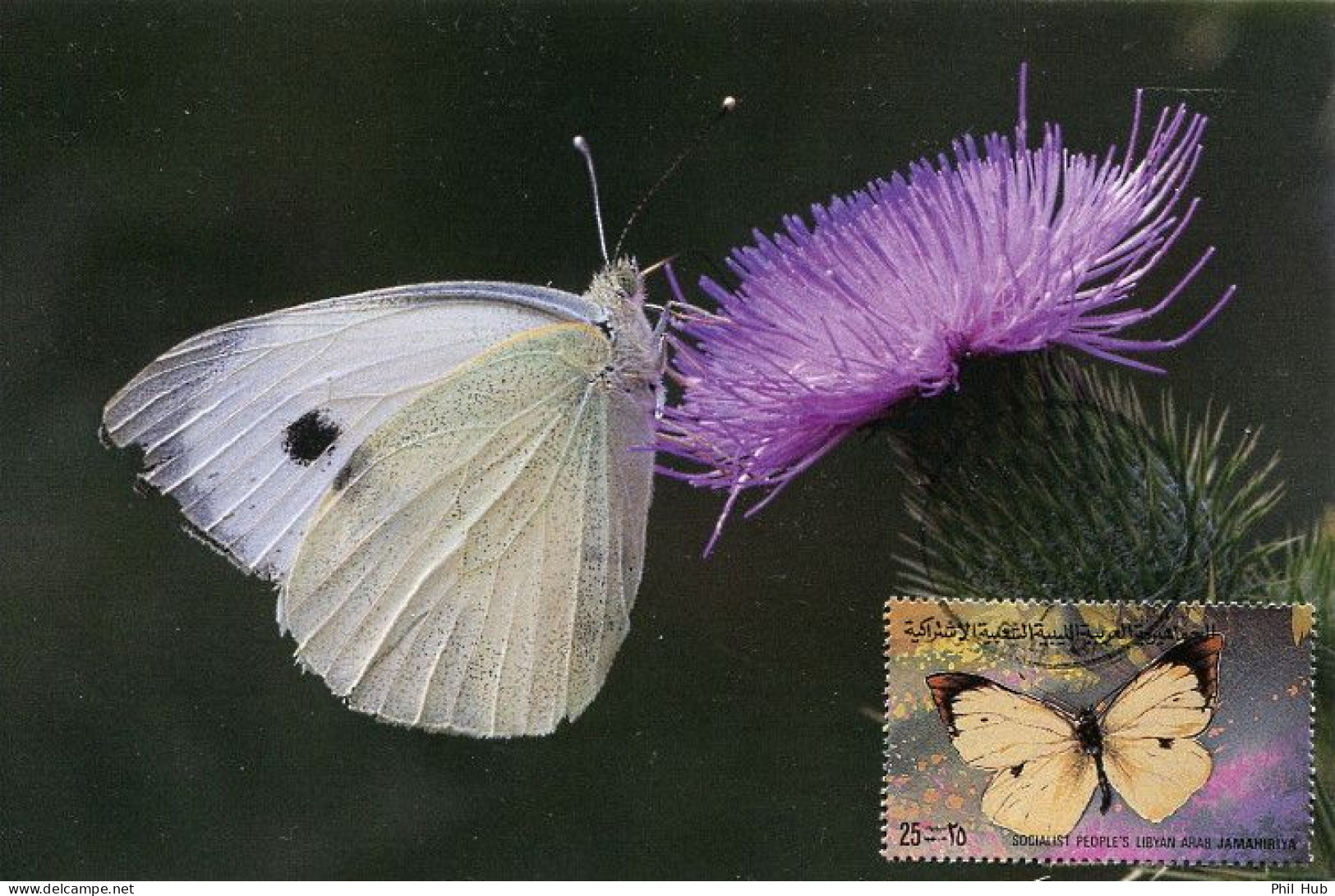 LIBYA 1981 Butterflies "Pieris Brassicae" (maximum-card) #12 - Vlinders