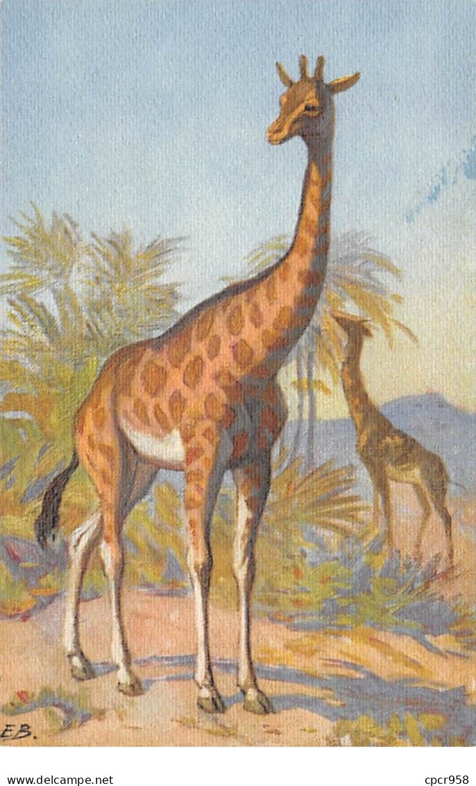 Girafes - N°68623 - Deux Girafes, L'une Mangeant - Giraffe