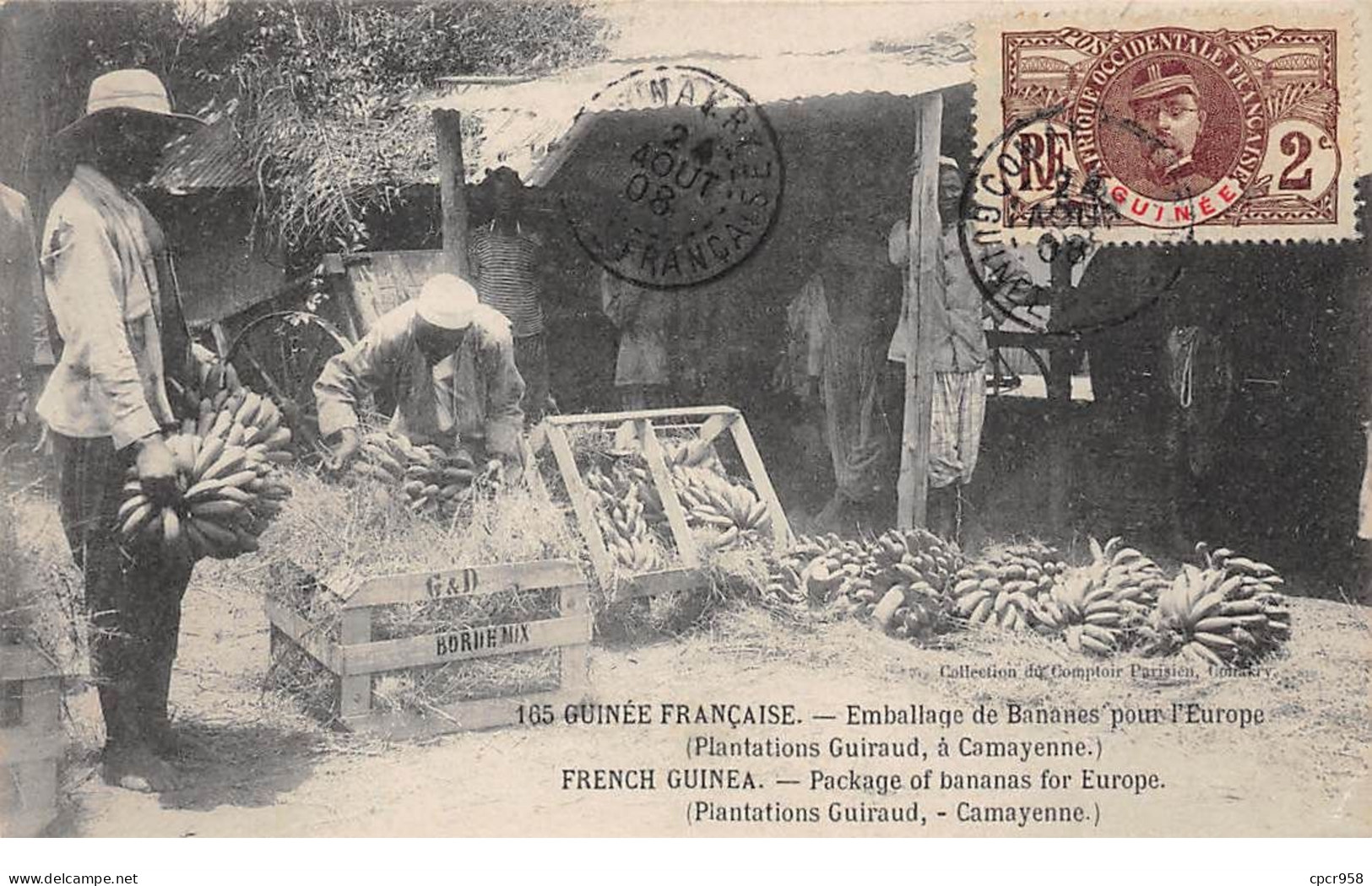 Guinée Française - N°73881 - Emballage De Bananes Pour L'Europe (Plantation Guiraud, à Camayenne) - French Guinea