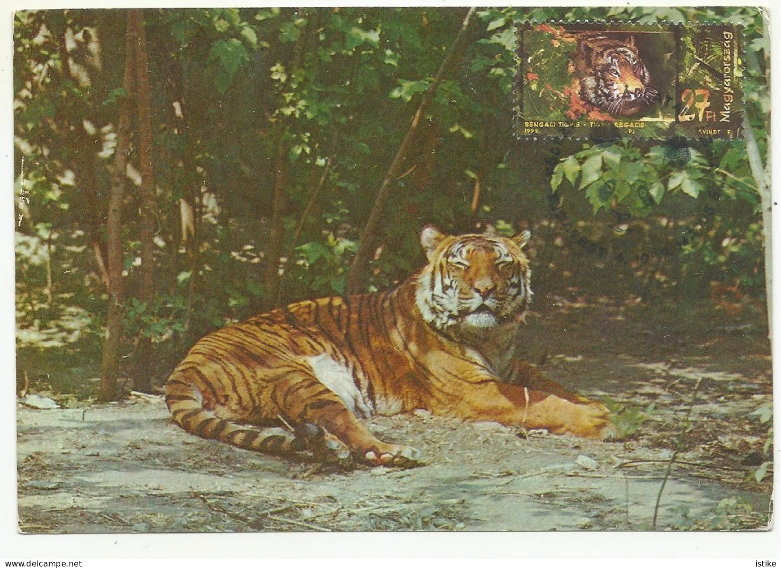Hungary, Maximum Card, Chinese Tiger (Panthera Tigris Amoyensis), 1999. - Cartoline Maximum