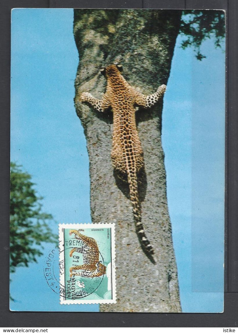 Hungary, Maximum Card, Leopard Shinning Up Tree, (Panthera Pardus), 1981. - Tarjetas – Máximo