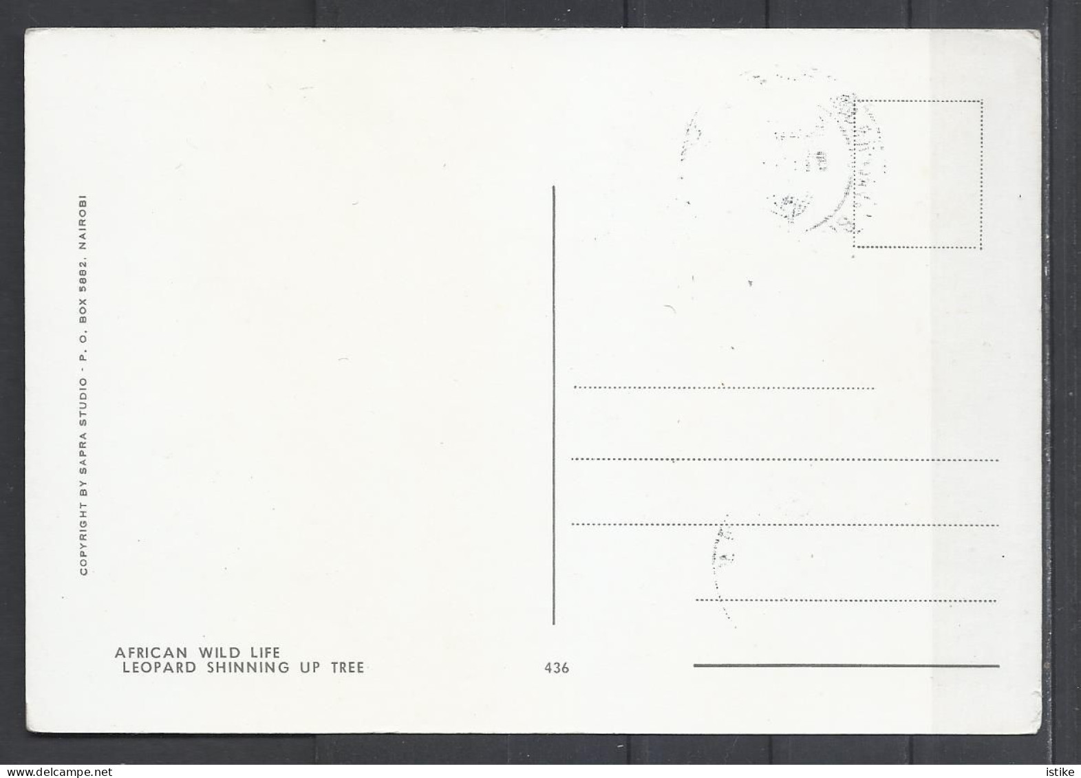 Hungary, Maximum Card, Leopard Shinning Up Tree, (Panthera Pardus), 1981. - Maximum Cards & Covers