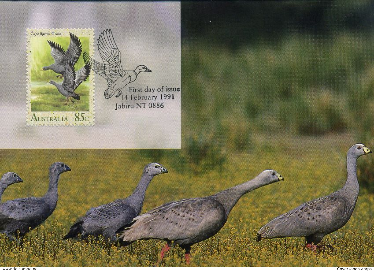 Australië  - MK - Cape Barren Goose                        - Maximumkaarten