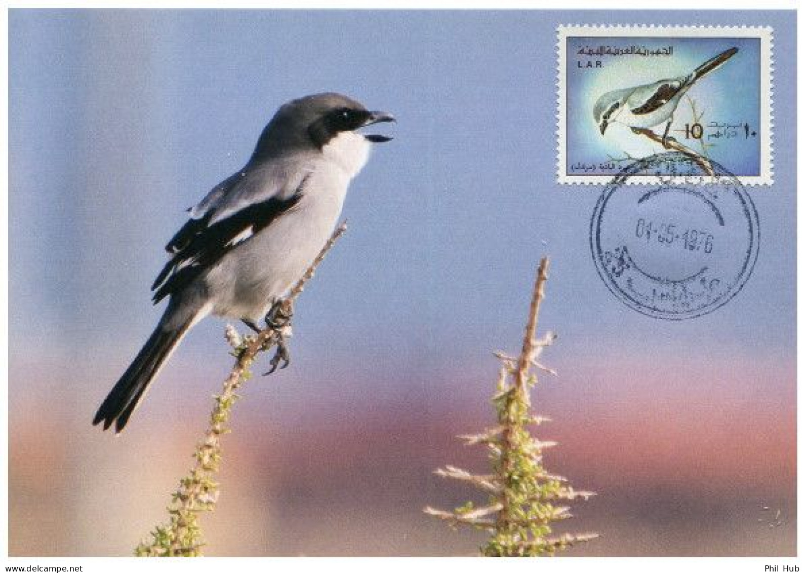 LIBYA 1976 Birds Bird "Iberian Grey Shrike" (maximum-card) #2 - Cernícalo