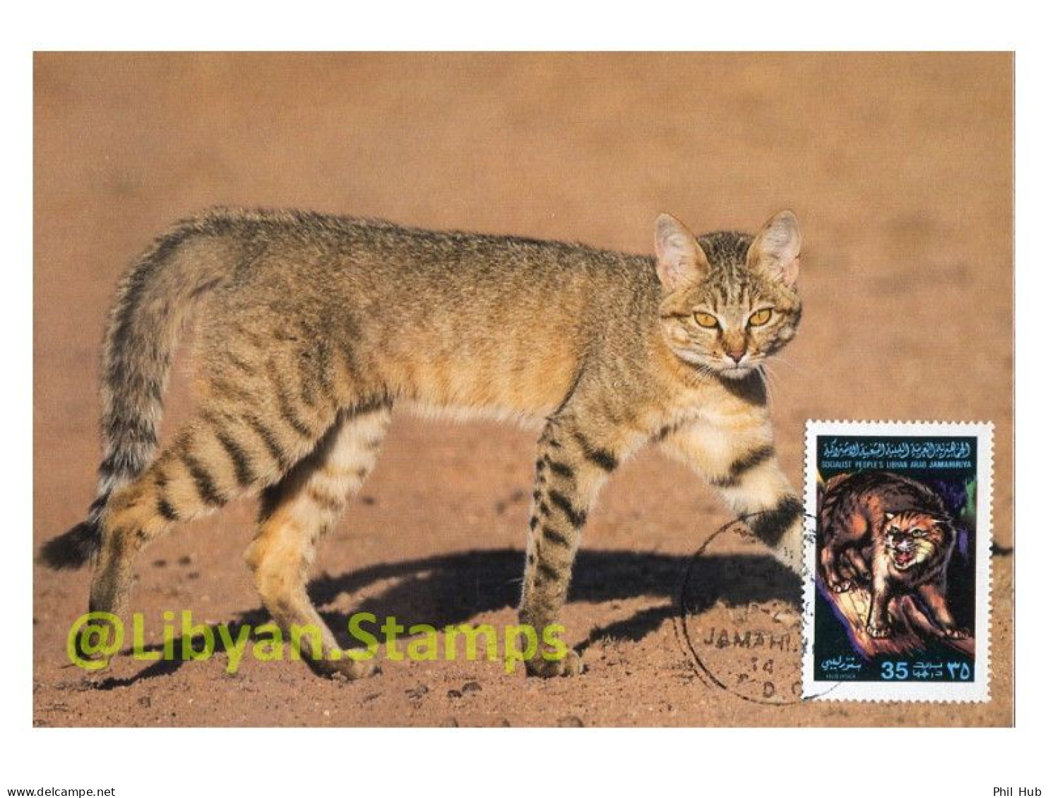 LIBYA 1979 Libyan Wildcat "Felis Lybica" Wildlife WWF Animals (maximum-card) - Félins