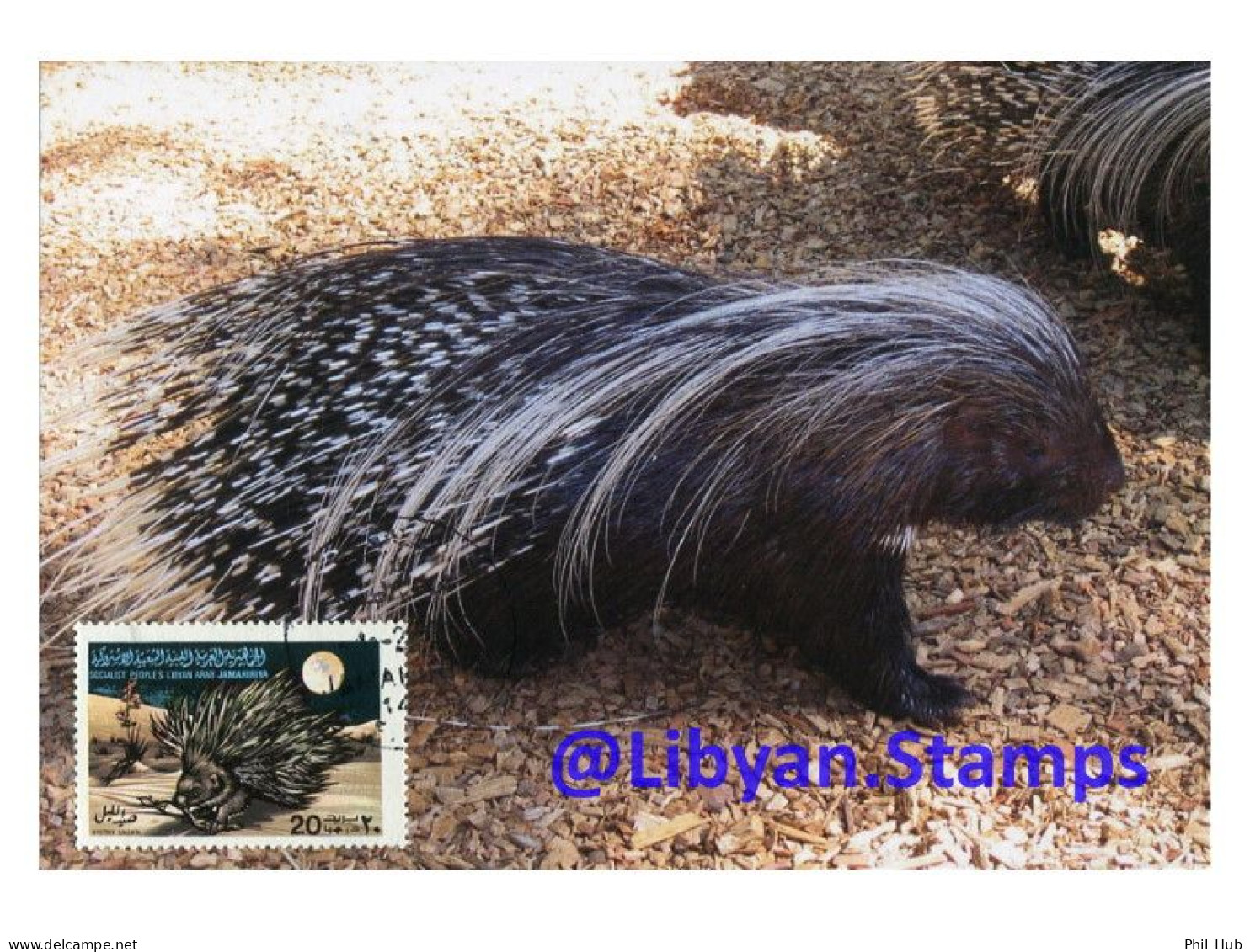 LIBYA 1979 Porcupine "Hystrix Galeata" Wildlife WWF Animals (maximum-card) - Rongeurs