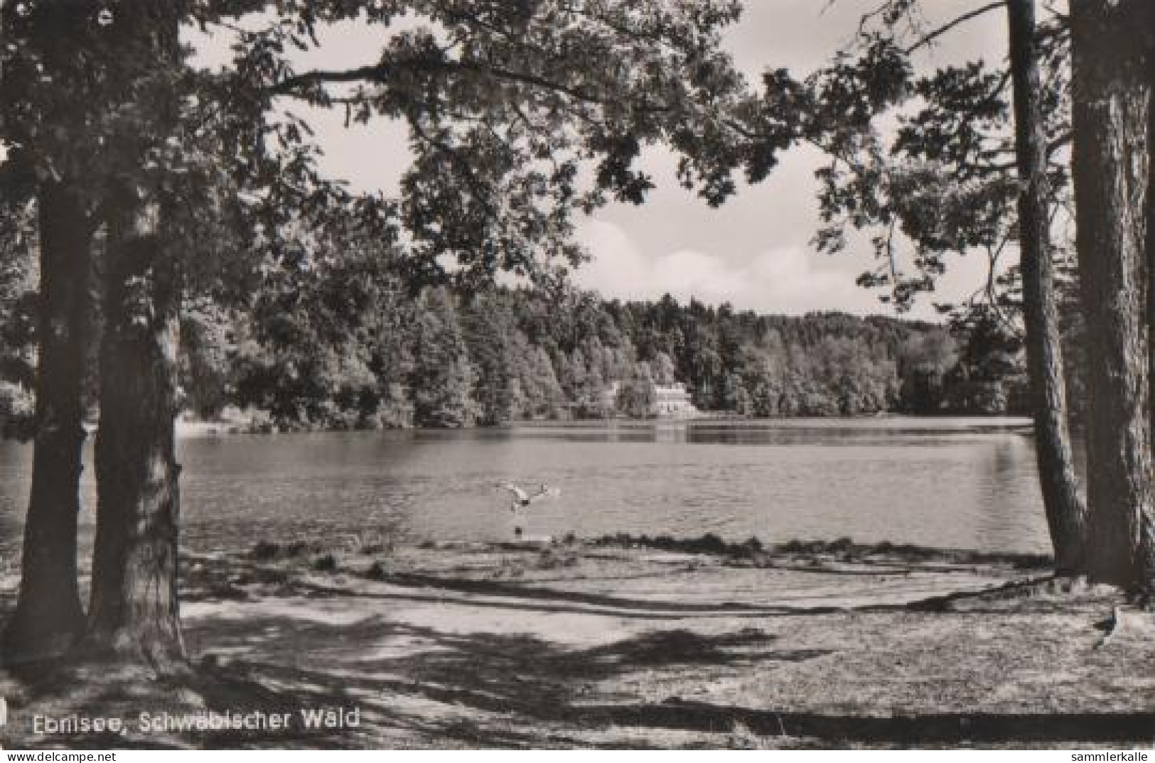 19616 - Ebnisee Im Schwäbischen Wald - Ca. 1955 - Waiblingen