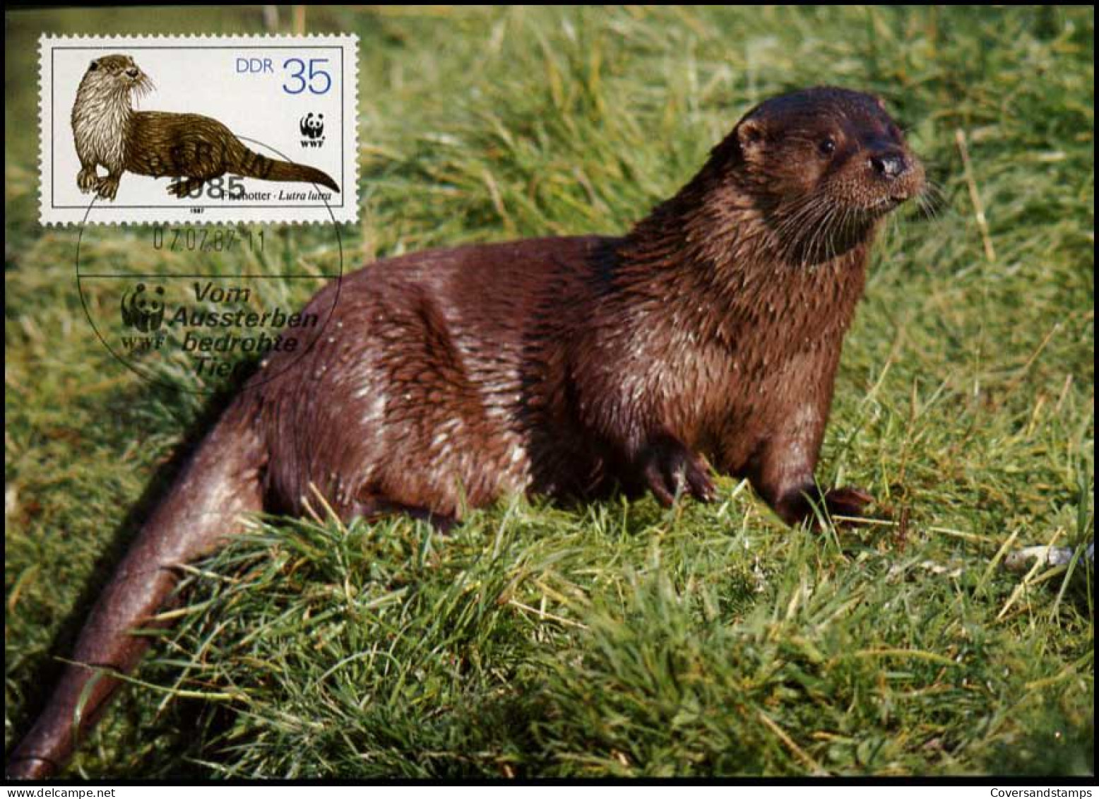  DDR - MK -  WWF : European Otter - Cartoline Maximum