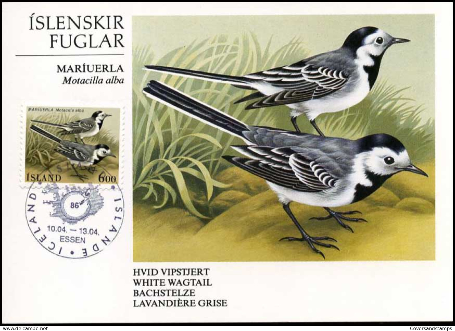  IJsland - MK -  White Wagtail - Tarjetas – Máxima