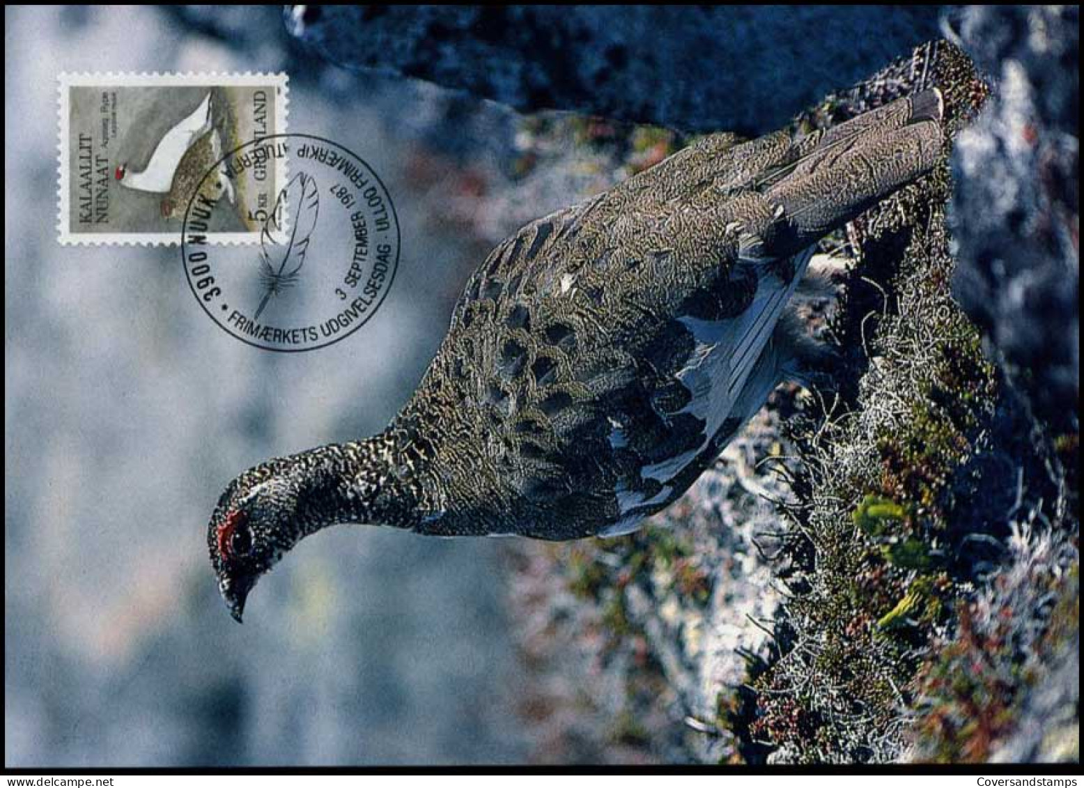  Groenland - MK -  Vogels / Birds - Maximumkaarten