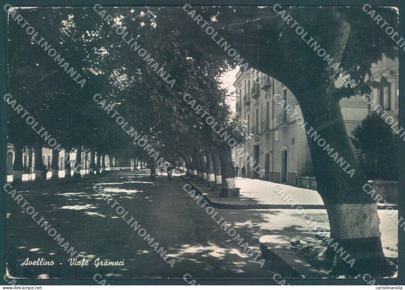 Avellino Città Viale Gramsci PIEGHINE Foto FG Cartolina JK1519 - Avellino