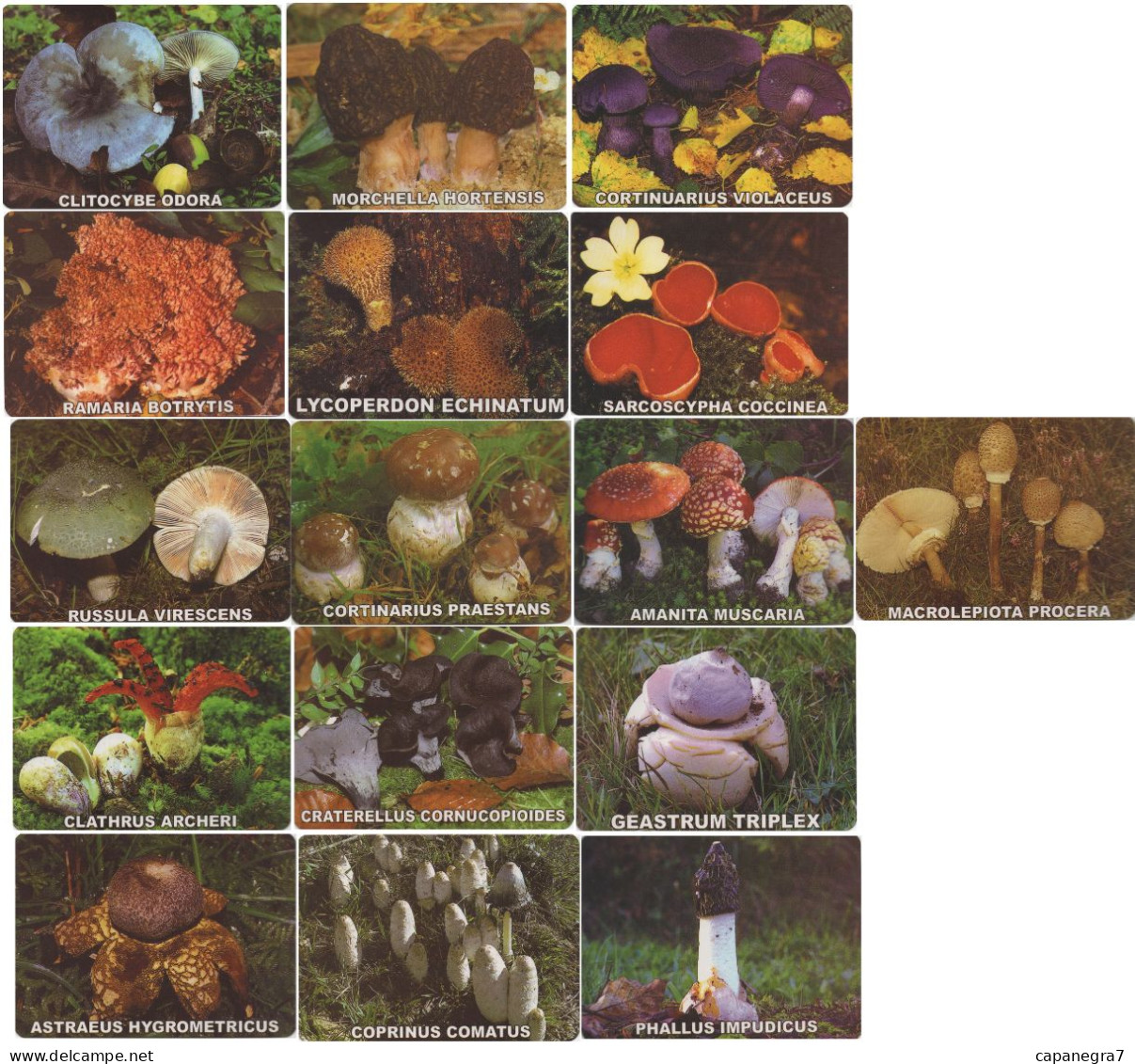 16 Pc. Mushrooms, Spain 2007 - Tamaño Pequeño : 2001-...