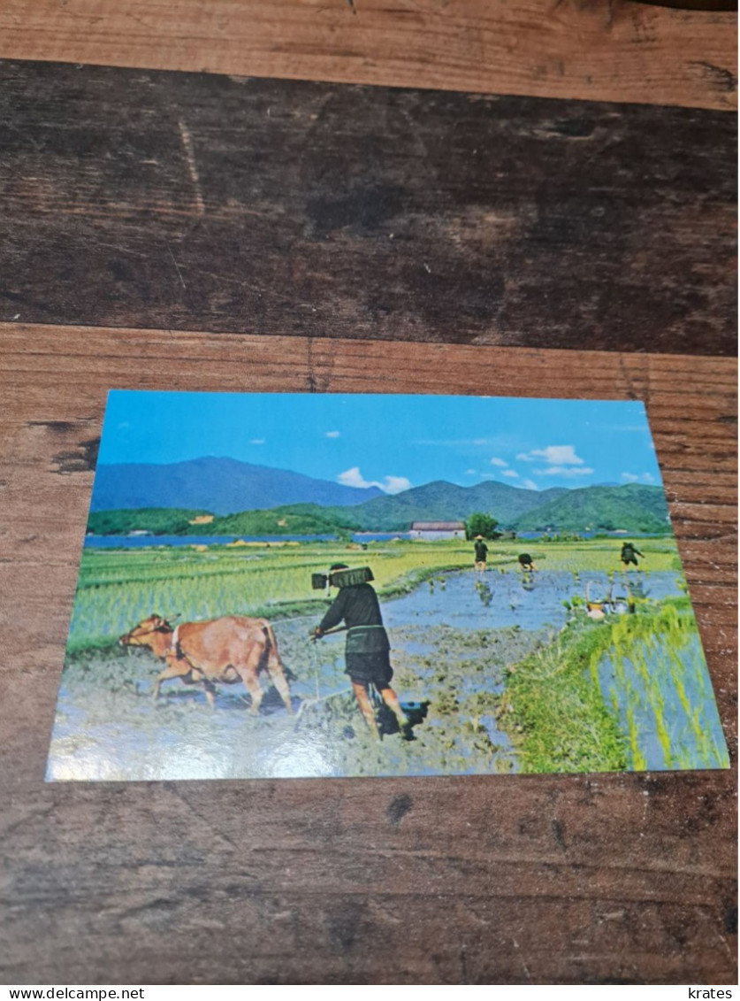 Postcard - Hong Kong, China       (V 38039) - Chine (Hong Kong)
