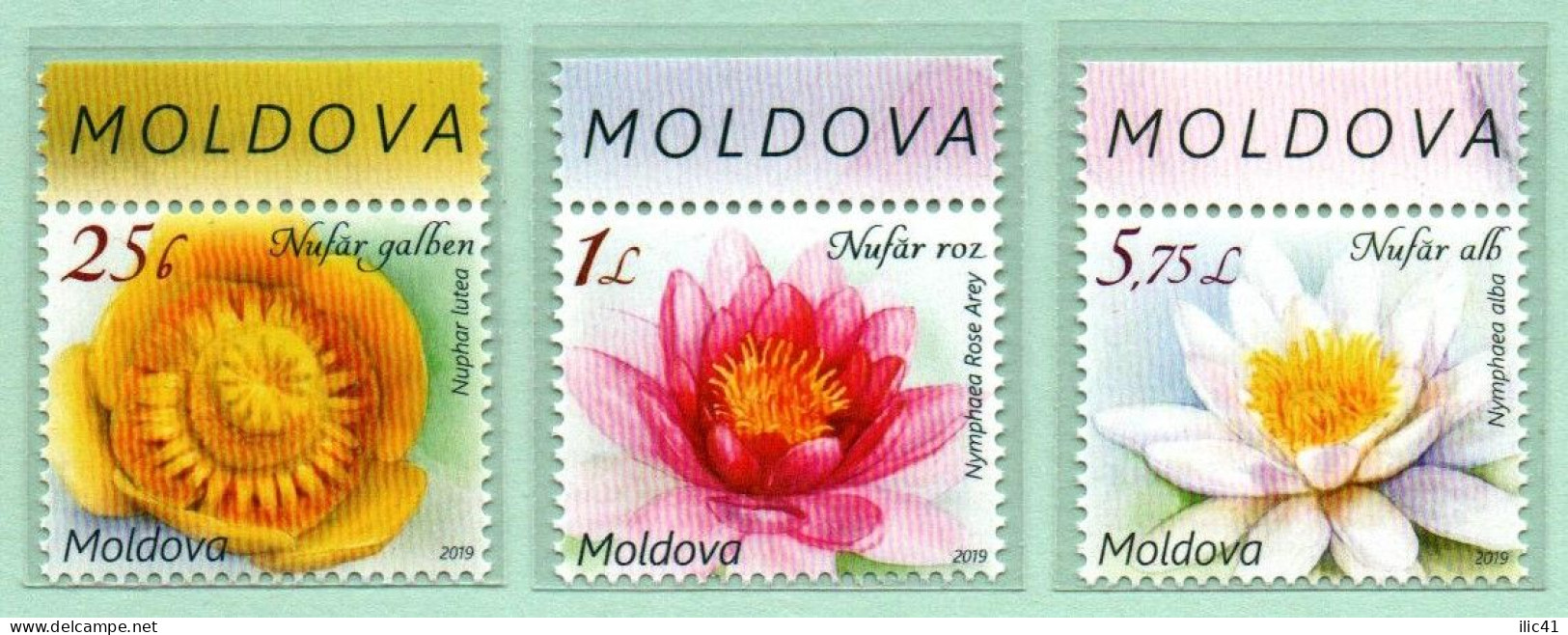 Moldova Moldavia 2019 Standard. Flora - "Kubyshka"Stamps In Clemtashes "Havid" - Moldawien (Moldau)