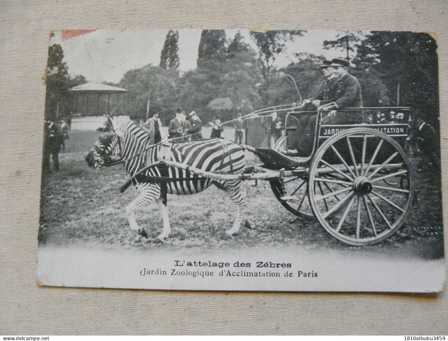 L'attelage Des Zèbres - Jardin Zoologique D'Acclimatation De Paris - Zebre