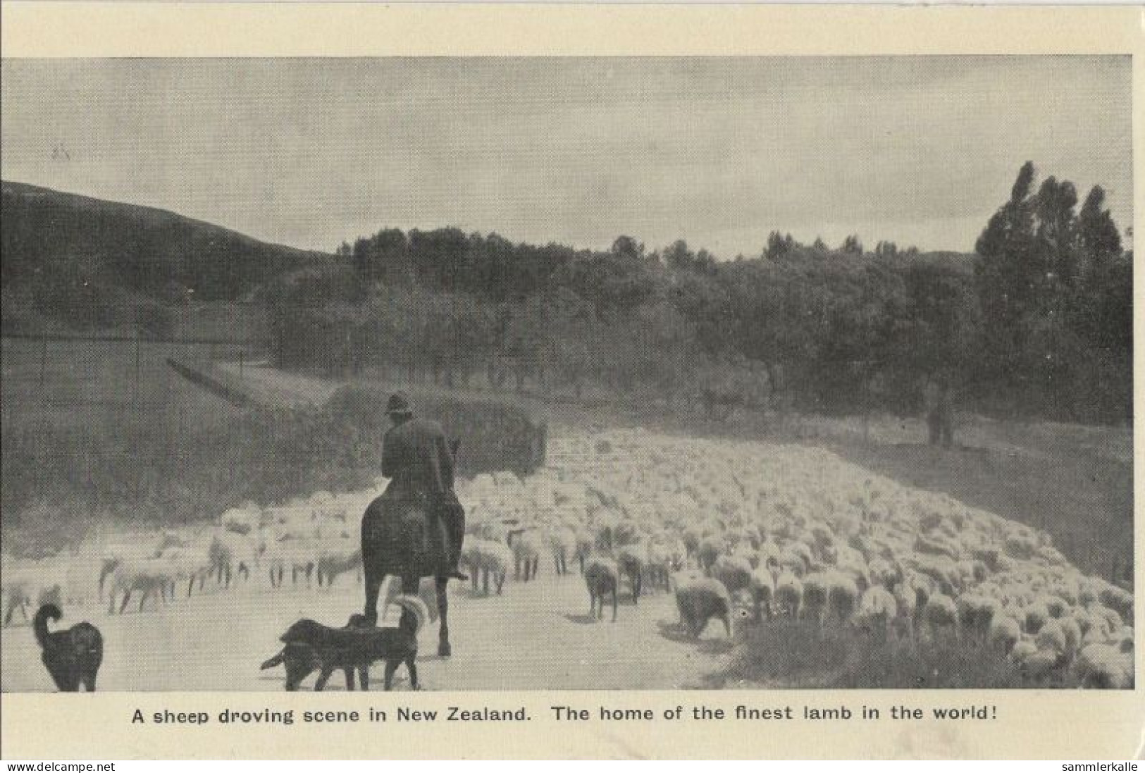 136380 - Neuseeland - Neuseeland - Sheep Droving Scene - New Zealand