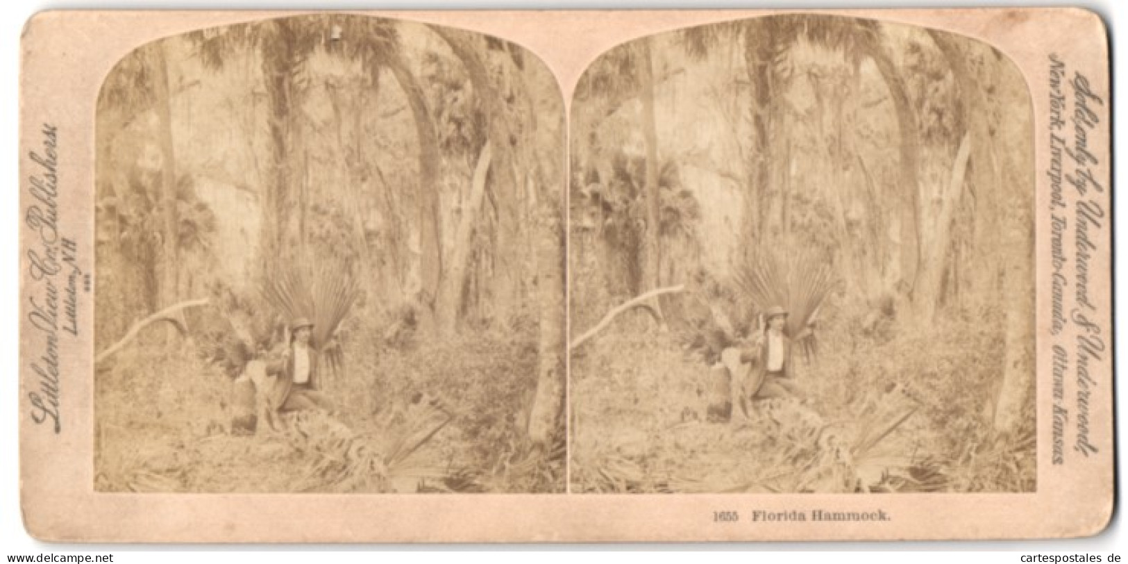 Stereo-Fotografie Littleton View Co., Littleton N.H., Ansicht Florida, Pflücken Von Palmenblättern, Hammock  - Stereoscopic