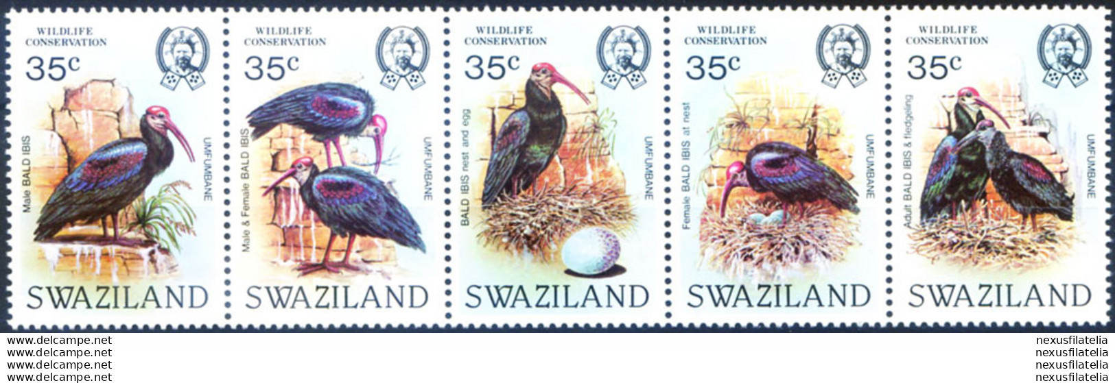Fauna.WWF. Ibis 1984. - Swaziland (1968-...)