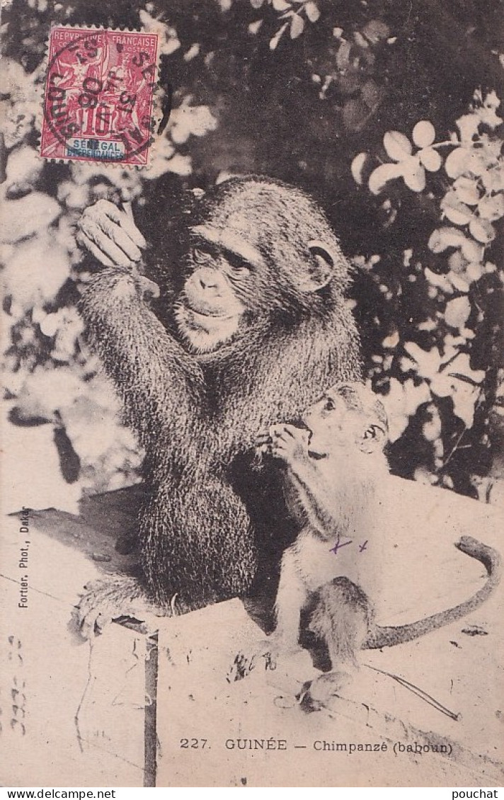 B4- GUINEE - CHIMPANZE -  BABOUN - EN  1906 - Frans Guinee