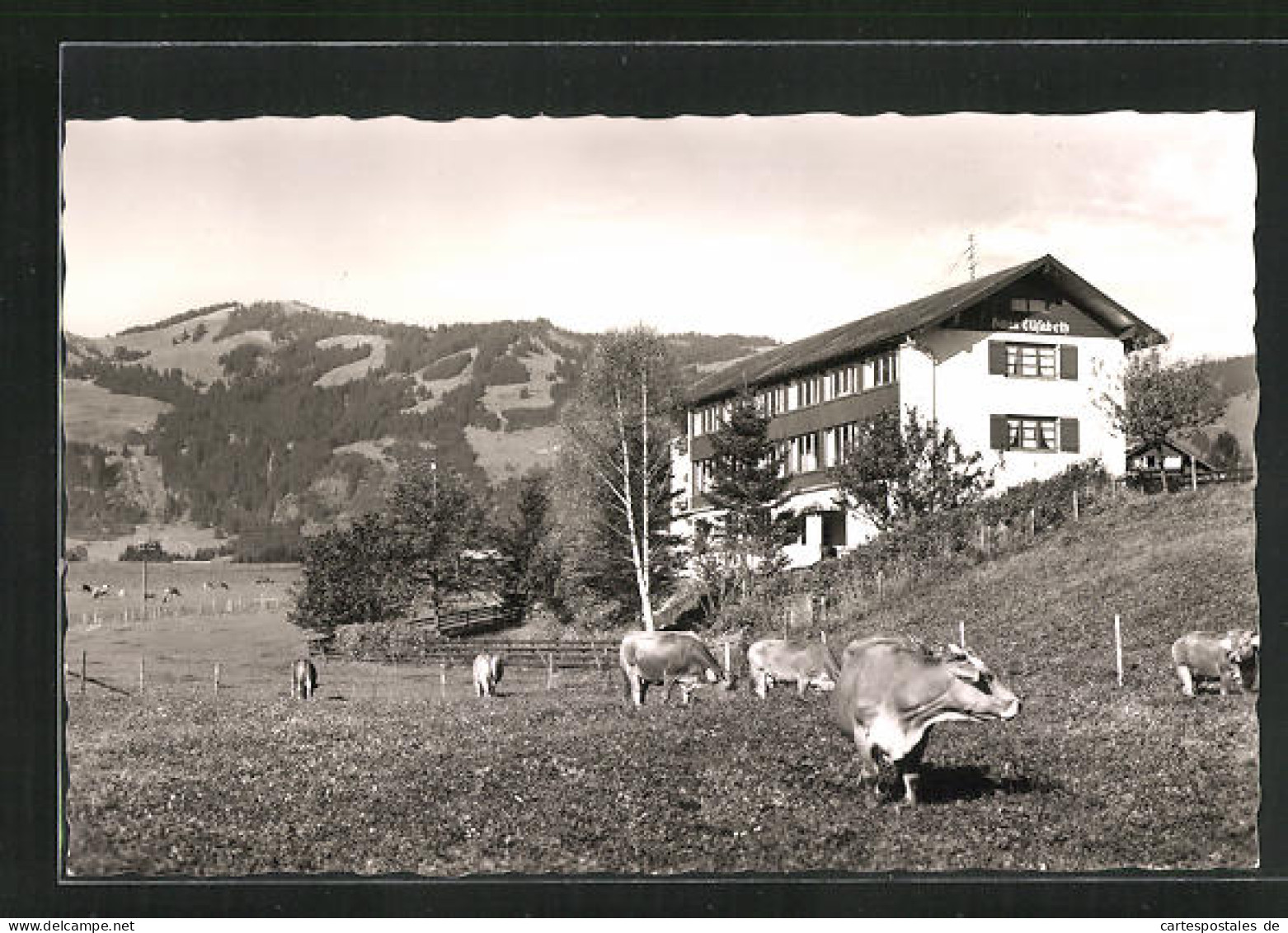 AK Fischen-Berg /Allgäu, Pension Haus Elisabeth Mit Weidenden Kühen  - Fischen