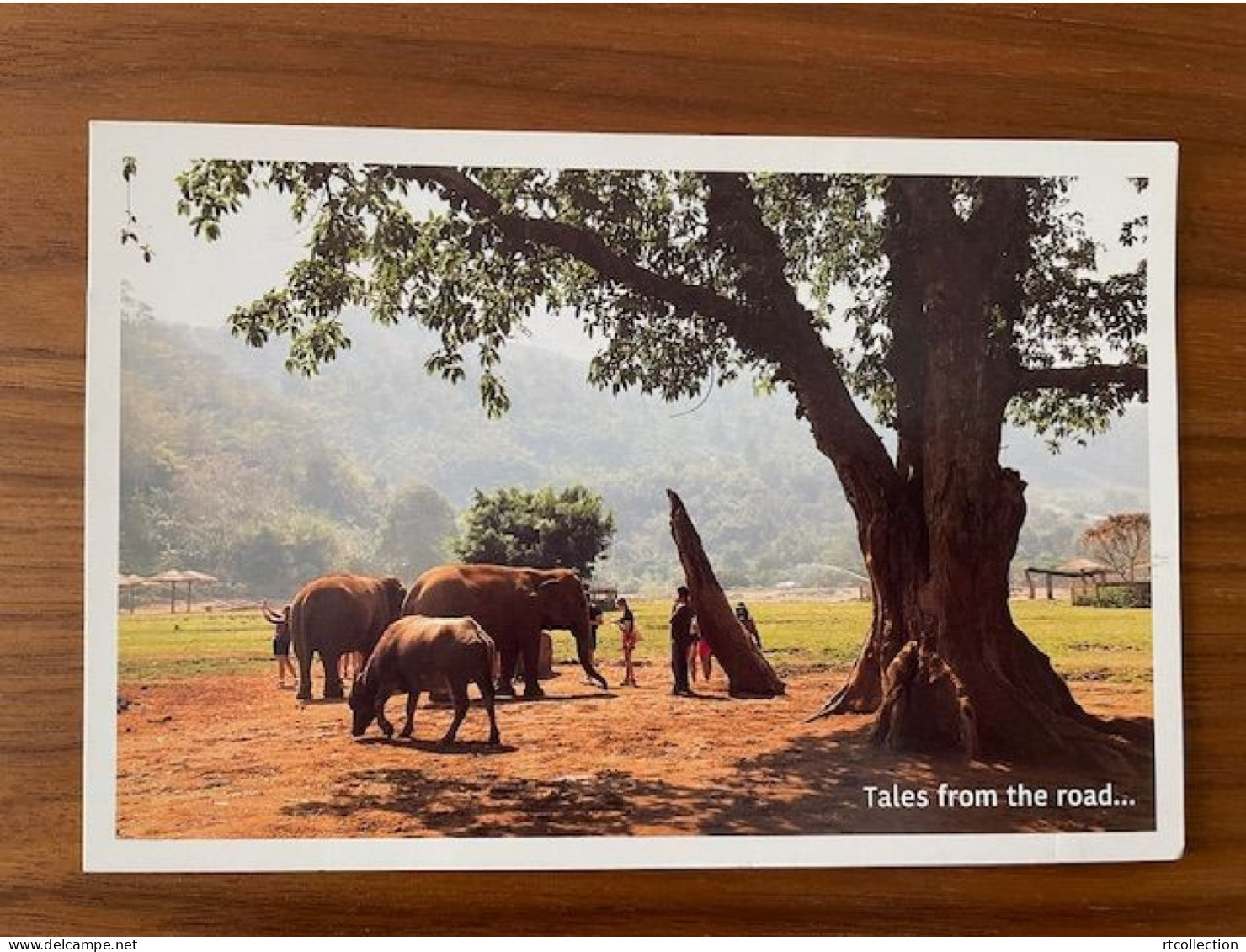 China Postal Card Postcard Tales From The Road Travel Elepant Nature Park Animals Thailand Trees Plant Tree Elephants - Elefanten