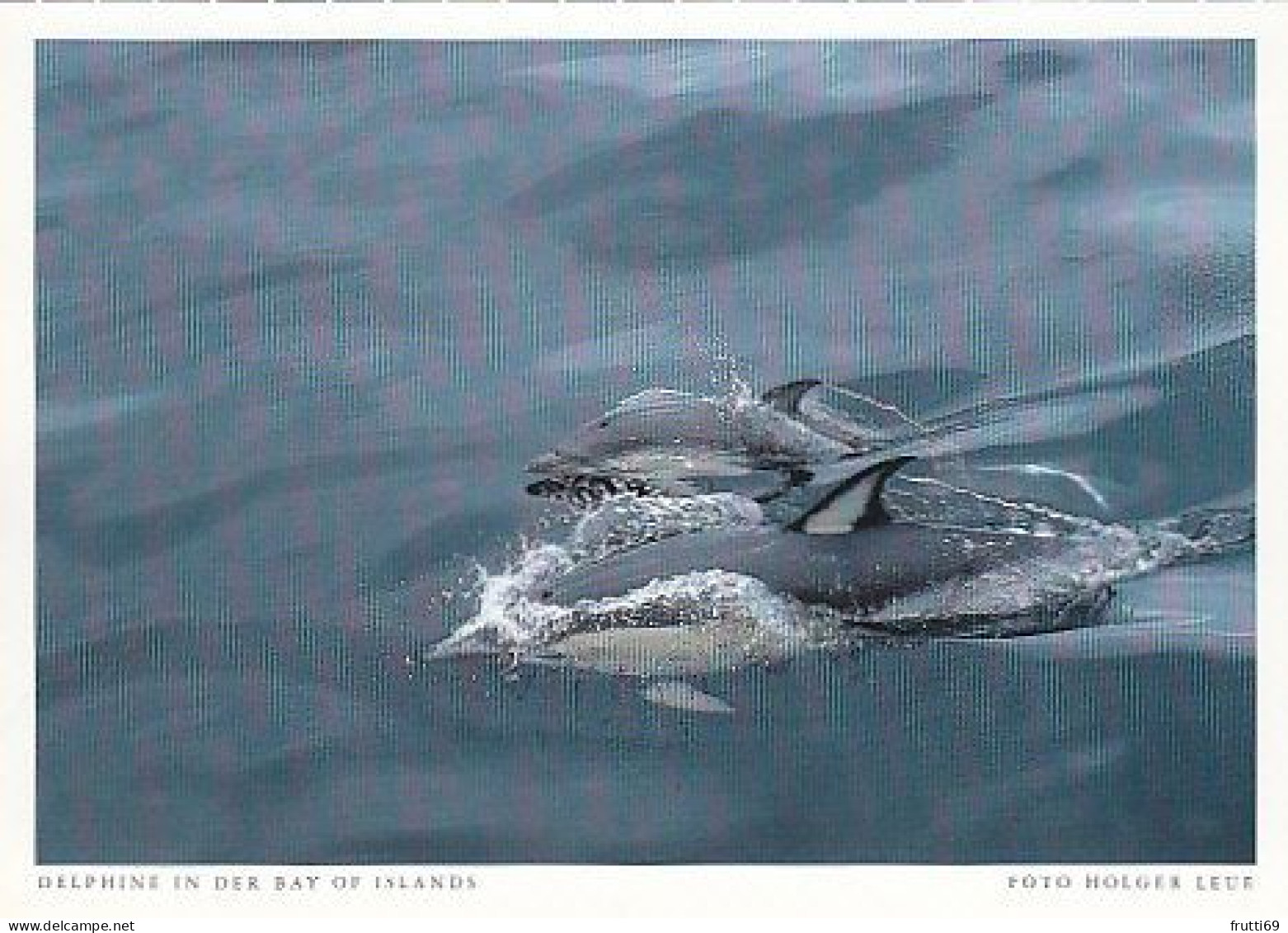 AK 212779 NEW ZEALAND - Delphine In Der Bay Of Islands - Neuseeland