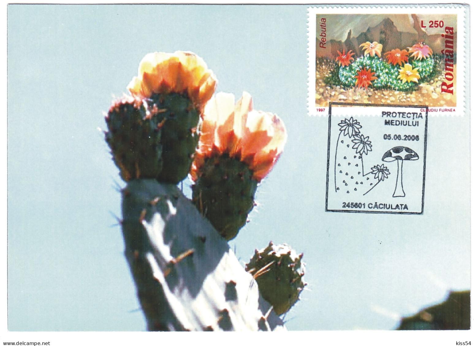 MAX 32 - 162 CACTUSSES, Romania - Maximum Card - 2006 - Cactus