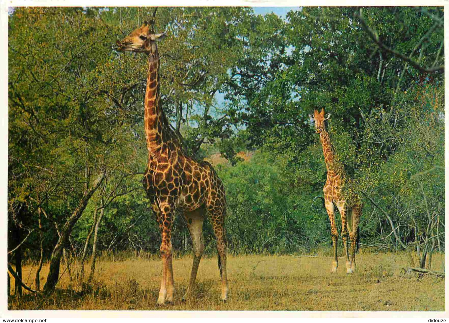 Animaux - Girafes - South Africa - CPM - Voir Scans Recto-Verso - Girafes