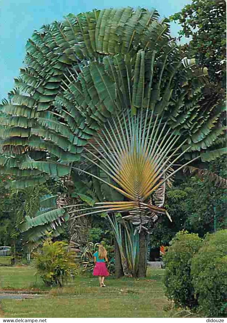 Antilles - L'arbre Du Voyageur - Carte Neuve - CPM - Voir Scans Recto-Verso - Autres & Non Classés