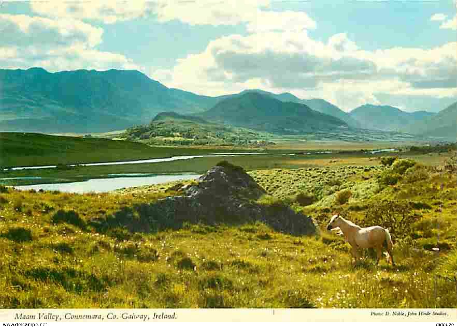 Irlande - Galway - Connemara - Maam Valley - Chevaux - Voir Timbre - CPM - Voir Scans Recto-Verso - Galway