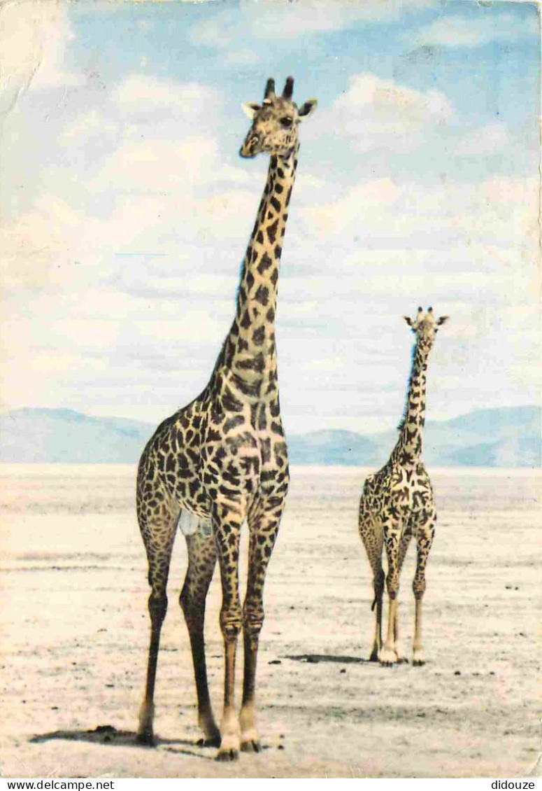 Animaux - Girafes - Faune Africaine - CPM - Voir Scans Recto-Verso - Girafes