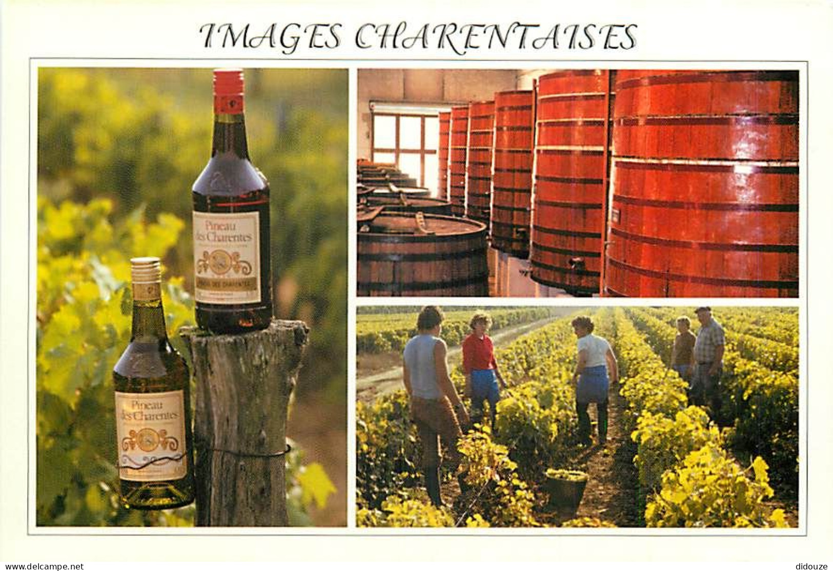 Vignes - Charente - Multivues - Bouteille De Vin - CPM - Voir Scans Recto-Verso - Wijnbouw