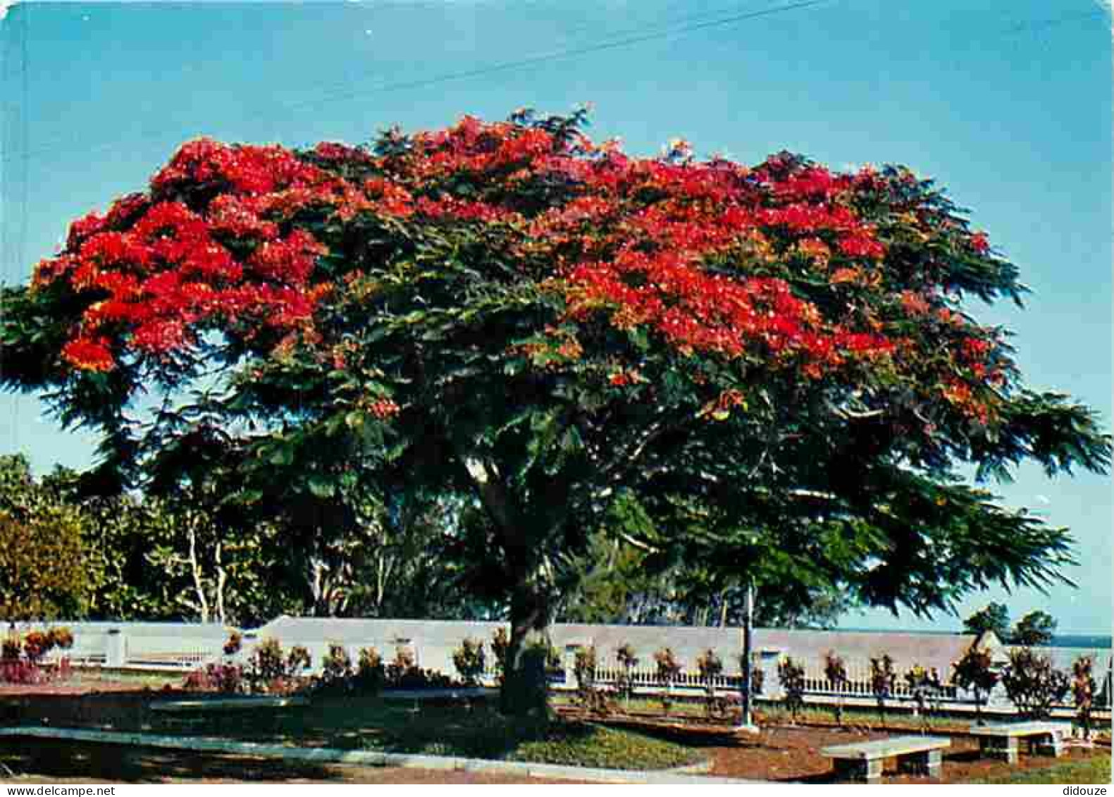 Antilles - Fleurs Des Antilles - Flamboyant - CPM - Voir Scans Recto-Verso - Altri & Non Classificati