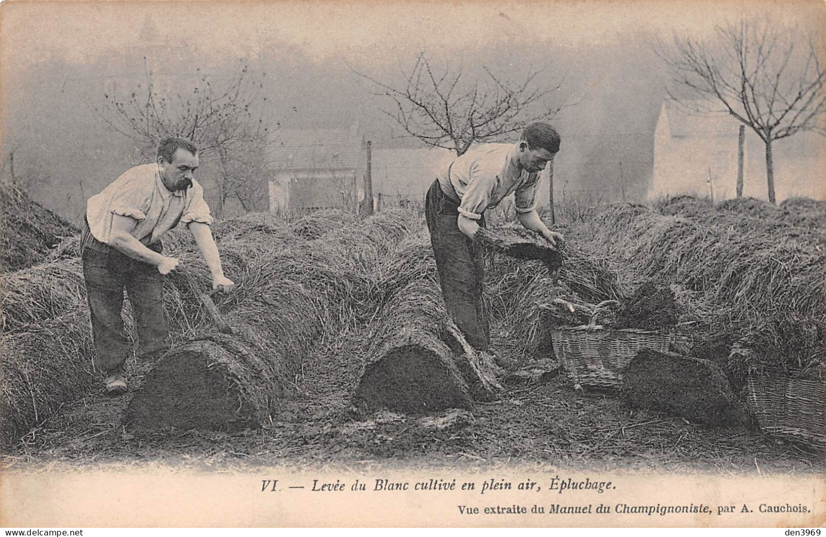 CHAMPIGNONS - Levée Du Blanc Cultivé En Plein Air, Epluchage - Vue Extraite Du Manuel Du Champignonniste Par A. Cauchois - Champignons