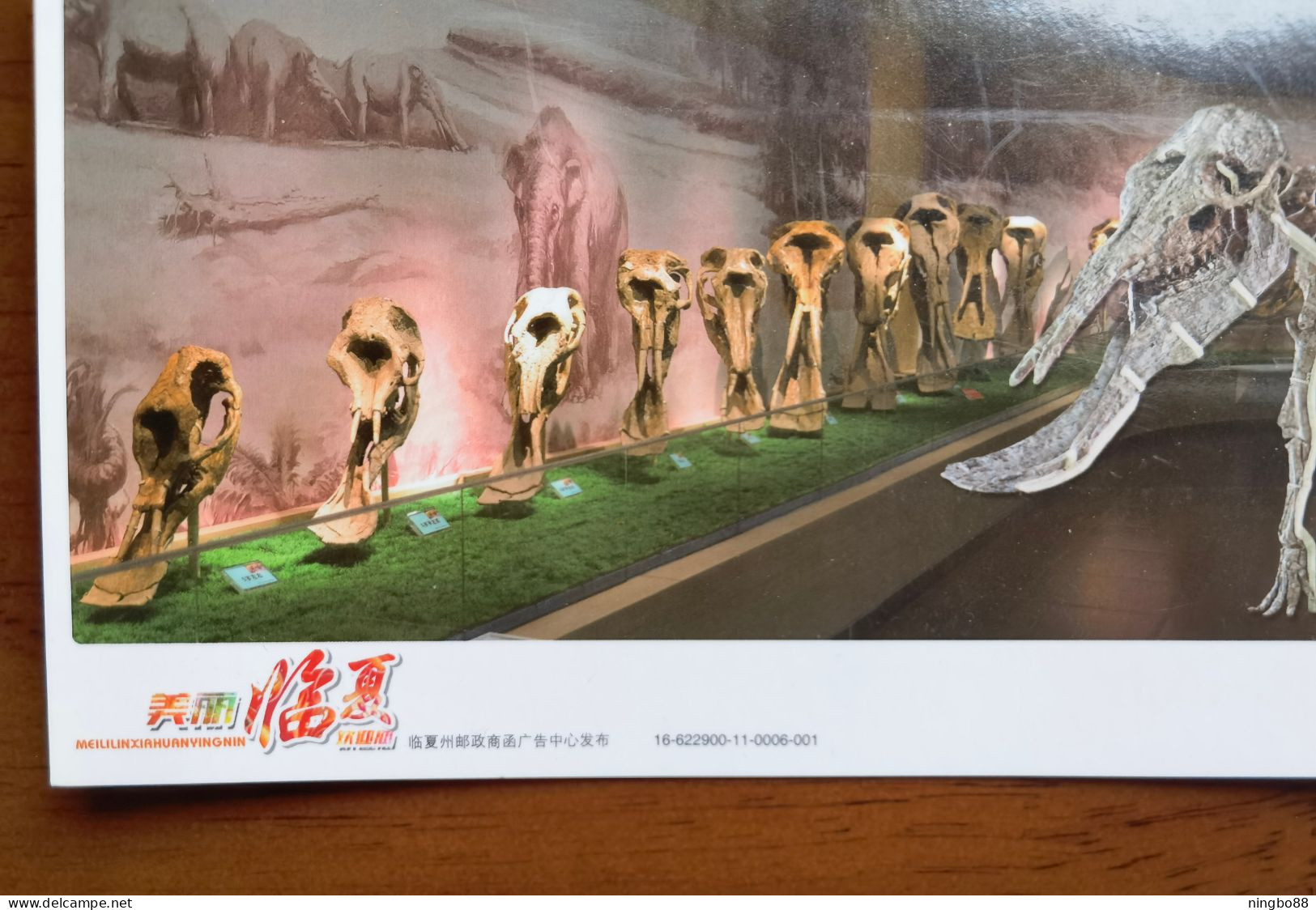 Linxia Platybelodon Danovi Elephant Fossil,China 2016 Hezheng Ancient Animal Fossil Museum Advertising Pre-stamped Card - Fossilien