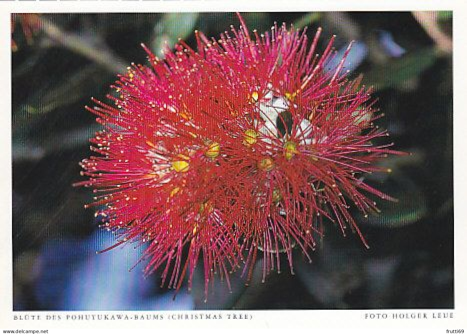 AK 212799 NEW ZEALAND - Blüte Des Pohutukawa-Baums - Nueva Zelanda