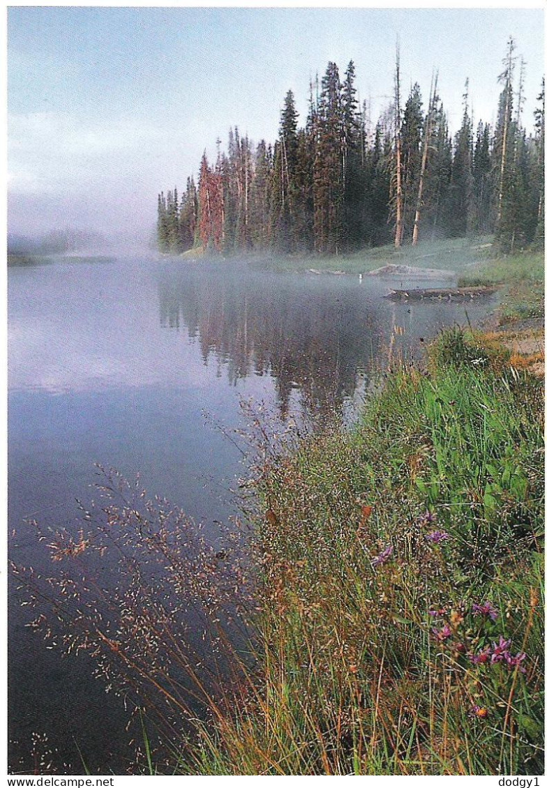 LEWIS RIVER, YELLOWSTONE, WYOMING, UNITED STATES. UNUSED  POSTCARD M5 - Yellowstone