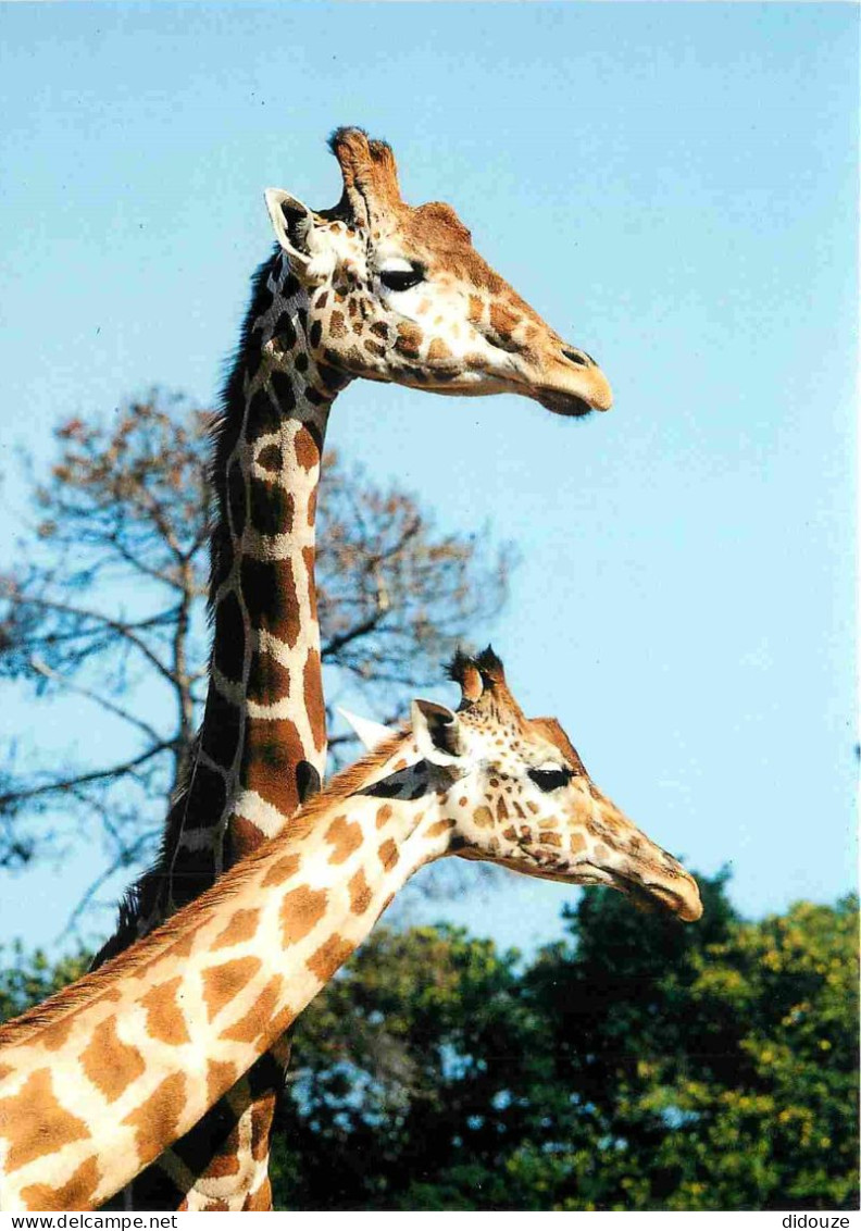 Animaux - Girafes - Zoo De La Flèche - CPM - Voir Scans Recto-Verso - Giraffe