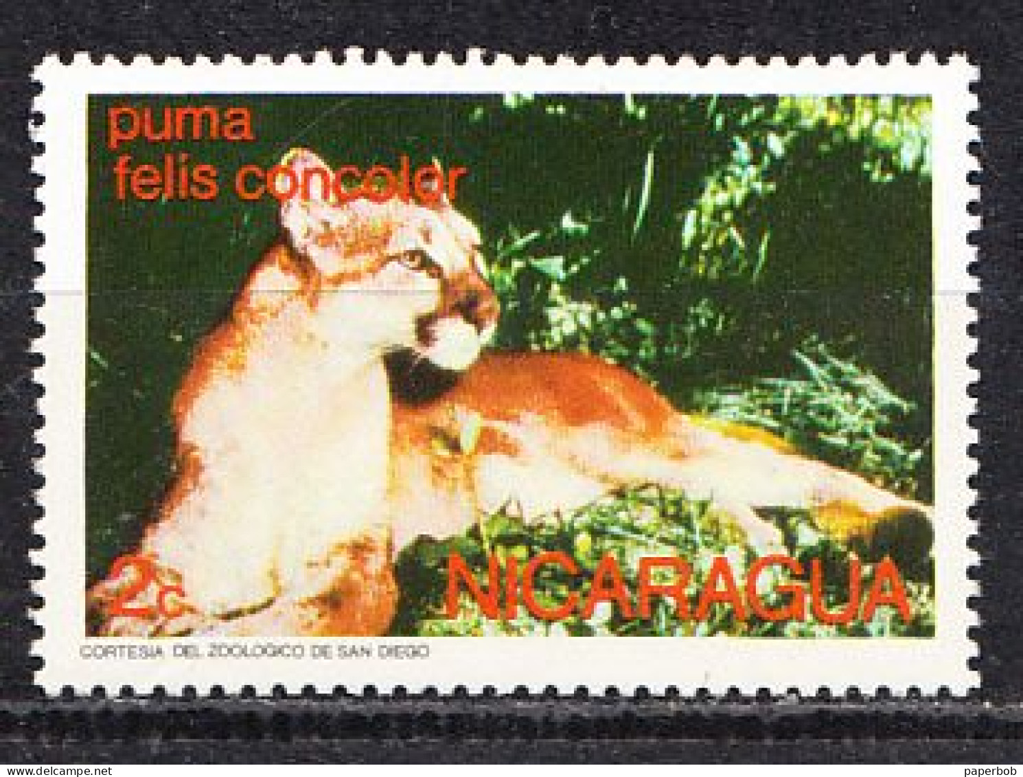 PUMA  -NIKARAGUA - Felinos