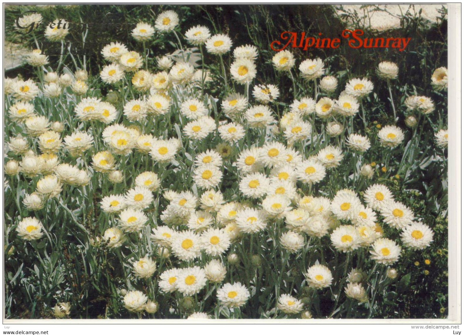 ALPINE SUNRAY, Alpin Flower Growing In BRIGHT; Victoria, Exposed Alpine Herpfield, Nice Stamp - Altri & Non Classificati