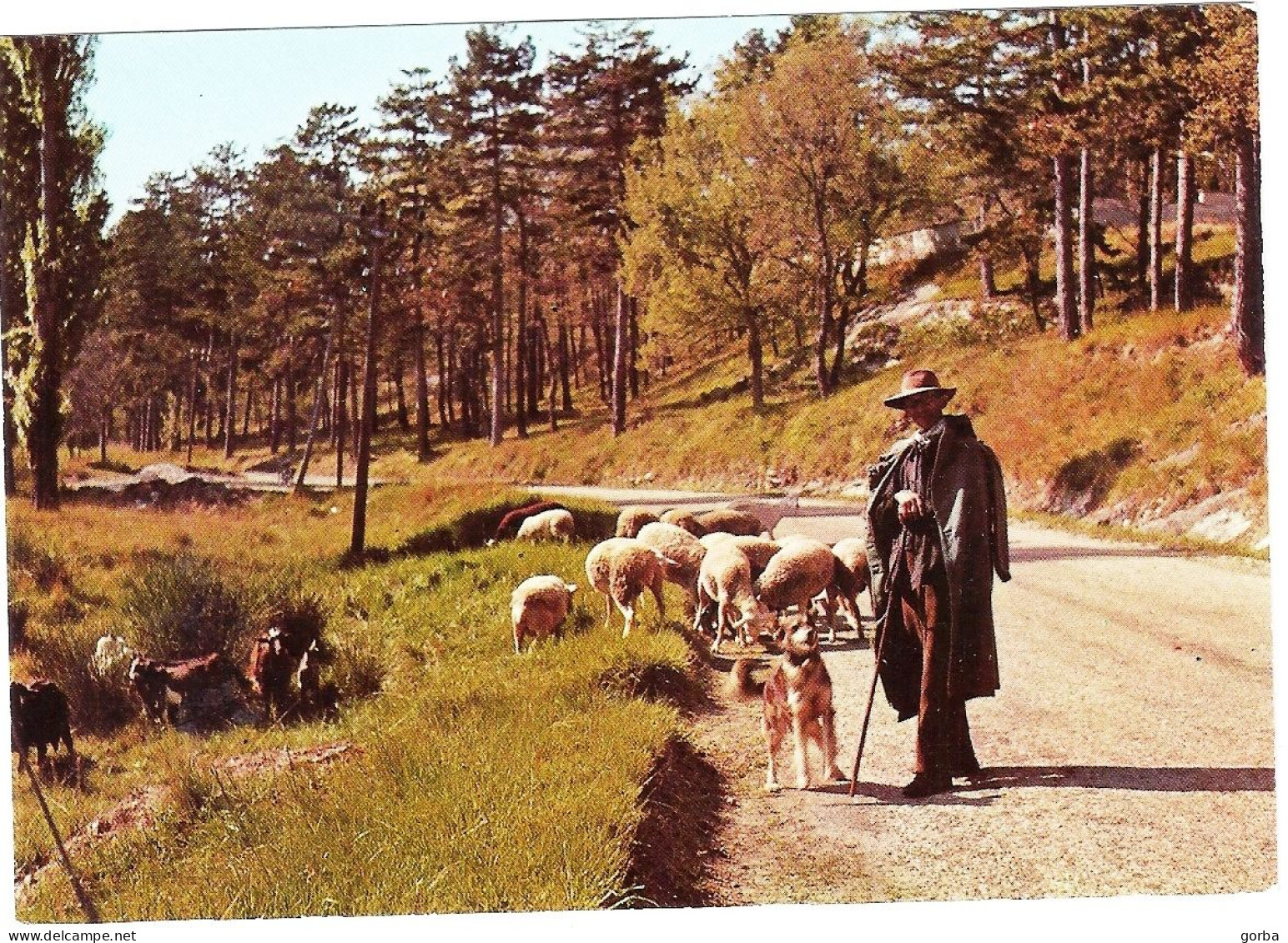 *CPM - Berger Avec Son Troupeau De Moutons - Paysans