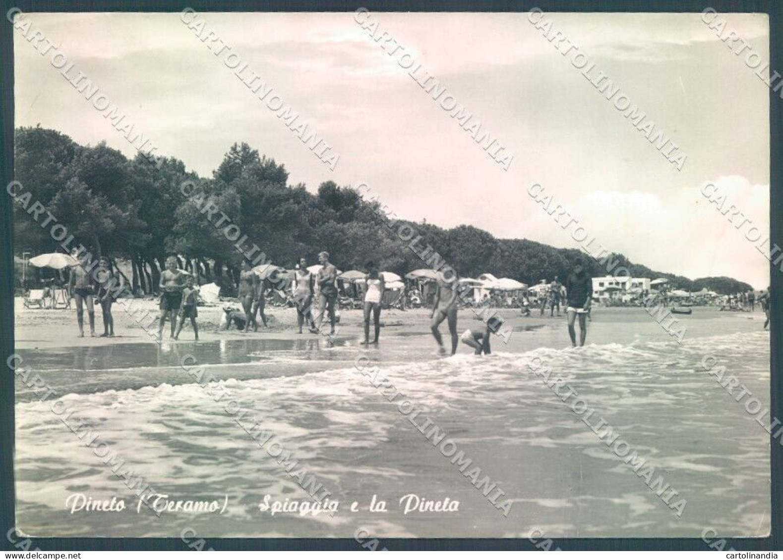 Teramo Pineto Spiaggia Pineta Foto FG Cartolina JK1803 - Teramo