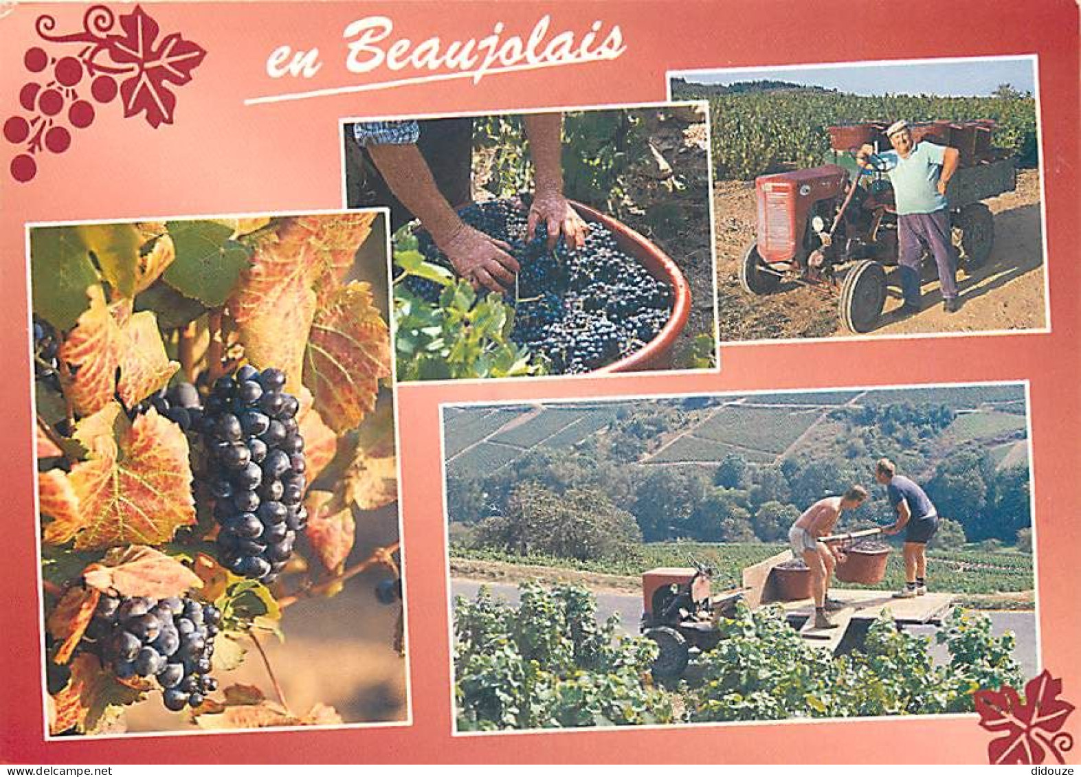 Vignes - Beaujolais - Multivues - Vendanges - Tracteur - Grappe De Raisins - CPM - Voir Scans Recto-Verso - Vignes