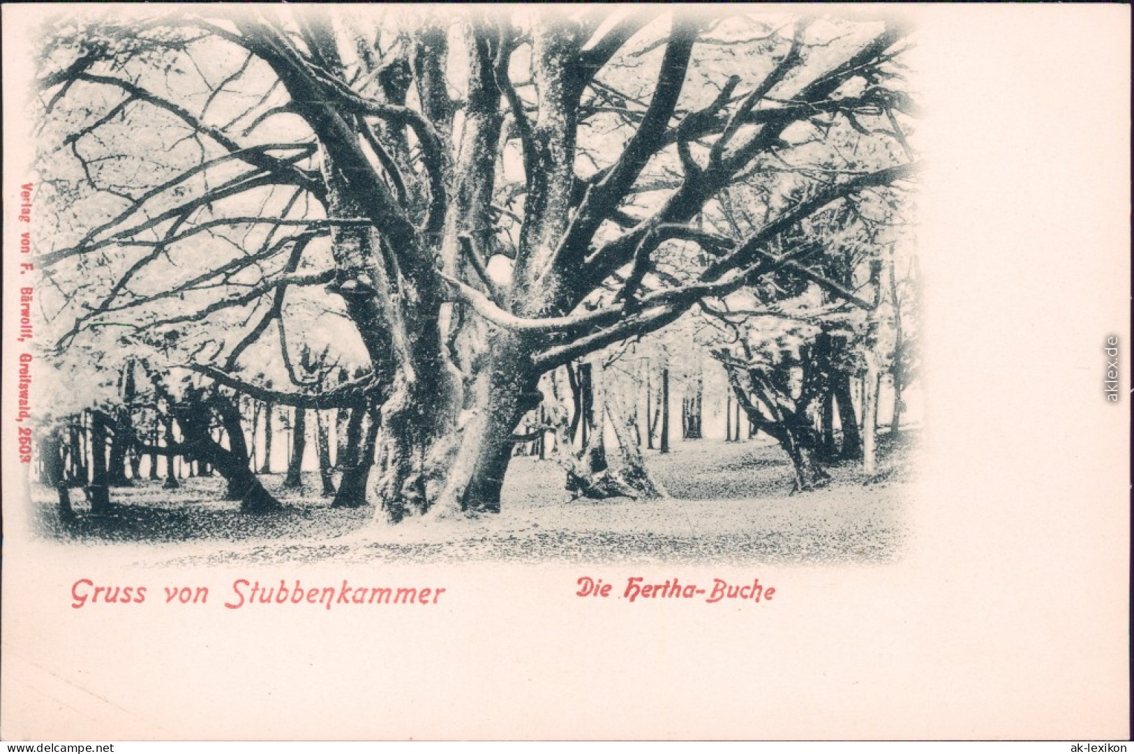 Ansichtskarte Stubbenkammer Sassnitz Saßnitz Partie An Der Herthabuche 1908 - Sassnitz